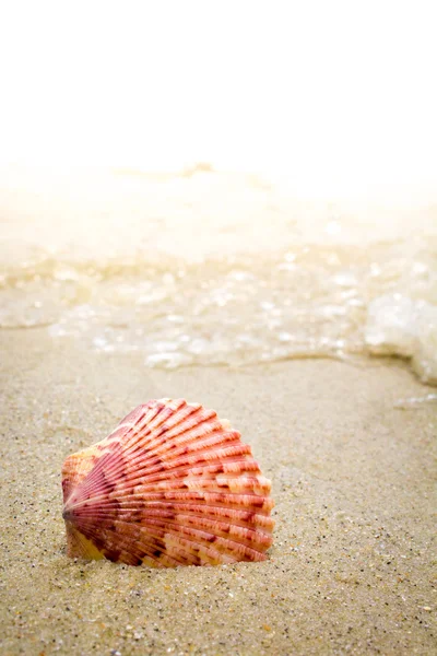 Shell colorato nel Surf in spiaggia — Foto Stock