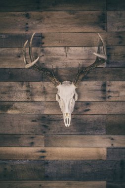 Eski bir ahır ahşap duvarına monte edilmiş Avrupalı bir beyaz geyik kafatası.