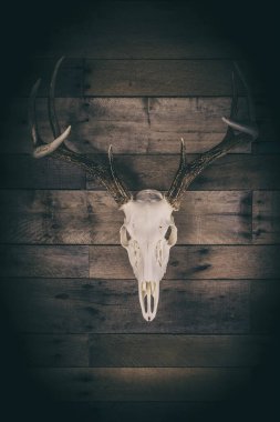 Beyazkuyruklu Geyik Buck Avrupa Kafatası Dağı