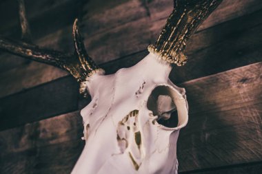 Beyaz kuyruklu geyik avrupalı ata binme becerisi eski ahır ahşap arka planında.