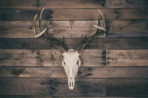 Cola Blanca Ciervo Buck European Mount Skull — Foto de Stock