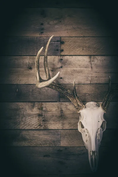 Whitetail Veado Buck Europeu Monte Caveira — Fotografia de Stock