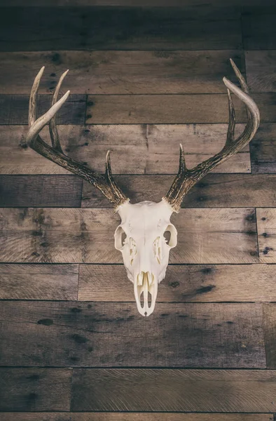 Jeleń Biały Buck Europejski Mount Skull — Zdjęcie stockowe