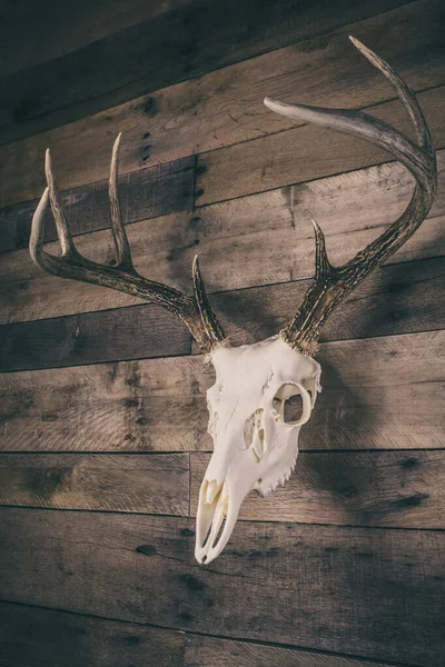 Jeleń Biały Buck Europejski Mount Skull — Zdjęcie stockowe