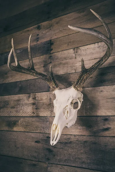 Whitetail Veado Buck Europeu Monte Caveira — Fotografia de Stock