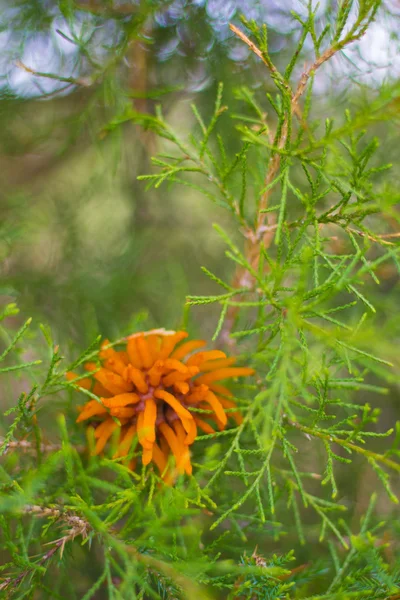 Cedar Apple Rust Orange Fungi on Cedar Tree — Stock Photo, Image