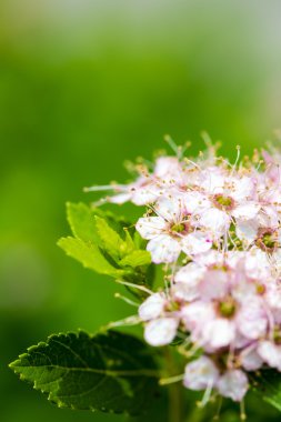 Süs çiçekli çalı