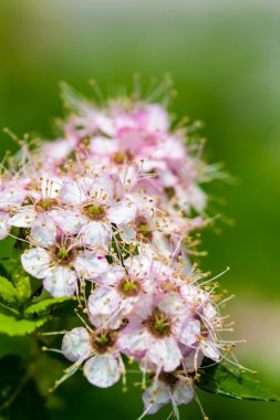 Süs çiçekli çalı