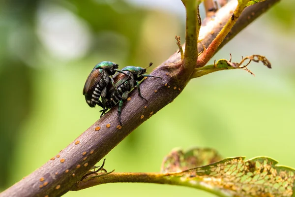 Японські жуки Popillia Айва японська Mating — стокове фото