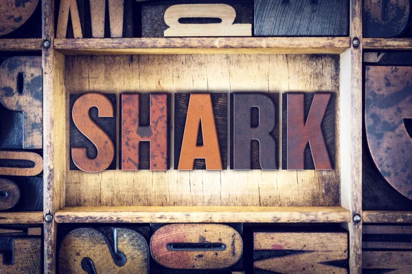 Shark Concept Letterpress Type — Stock Photo, Image