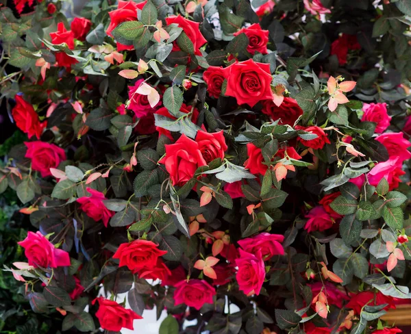 Rote Rose Mit Blättern Hintergrund — Stockfoto