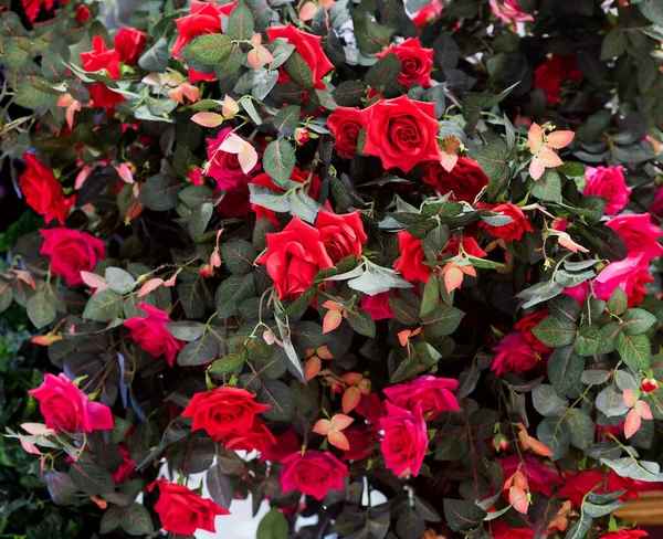 Rosa Roja Con Fondo Hojas — Foto de Stock