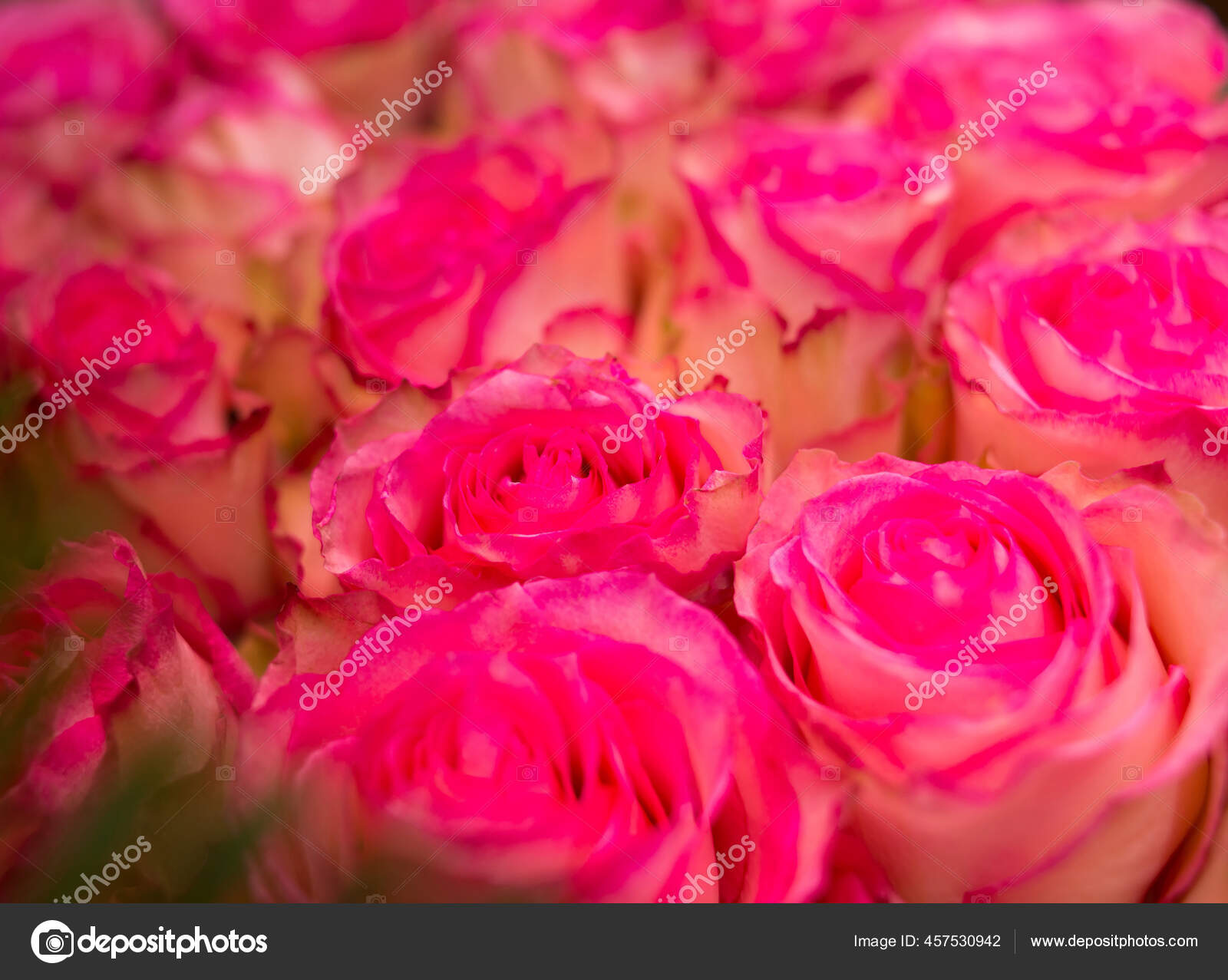 红玫瑰背景浪漫的花束 图库照片 C Elinal