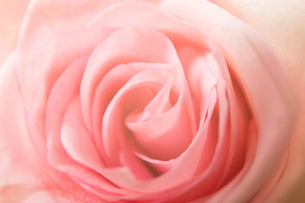 Soft Focus Beige Pink Rose Closeup Background Wallpaper — Stock Photo, Image