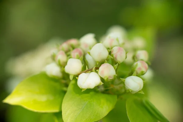 Fiatal Virágzó Almafa Virágok Tavasszal Bimbó Makró — Stock Fotó