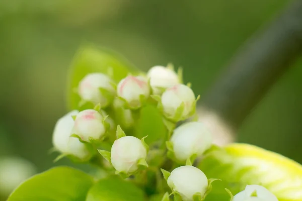 Fiatal Virágzó Almafa Virágok Tavasszal Bimbó Makró — Stock Fotó