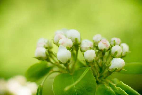 Fiatal Virágzó Almafa Virágok Bimbó Makró — Stock Fotó