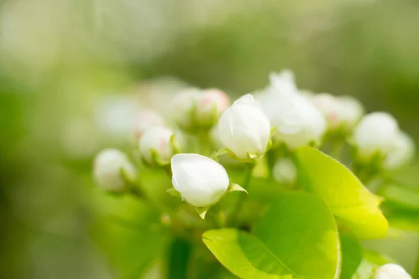 Fiatal Virágzó Almafa Virágok Bimbó Makró — Stock Fotó