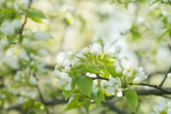 Fondo Flor Manzano Primavera — Foto de Stock