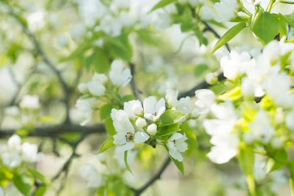 Fondo Flor Manzano Primavera — Foto de Stock