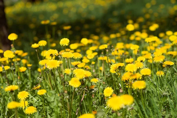 Dandelion Yellow Flowers Field Nature Background — Stock Photo, Image