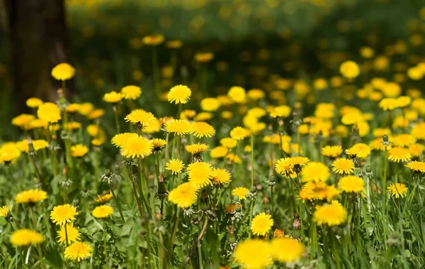 Dandelion Yellow Flowers Field Nature Background — Stock Photo, Image