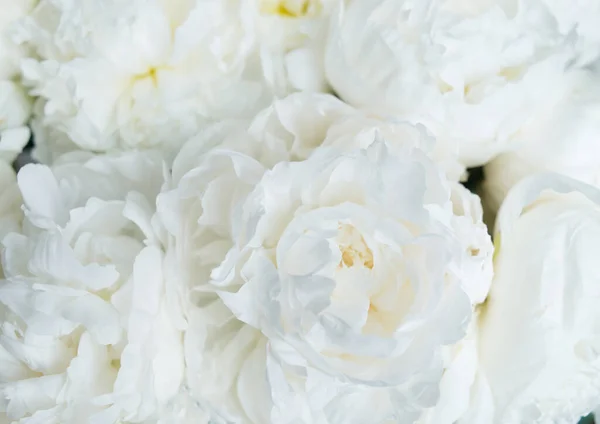 White Peonies Floral Background Wedding Anniversary Valentine Card — Stockfoto