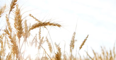 Large field of wheat crops