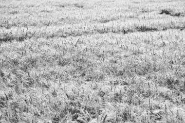 Large field of wheat crops