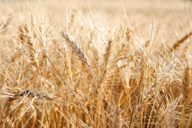 Large field of wheat crops