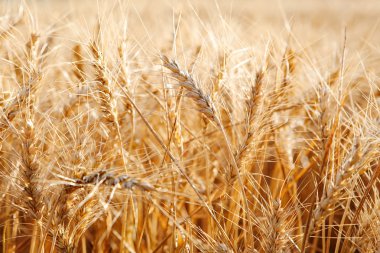 Large field of wheat crops