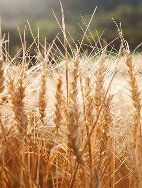 Large field of wheat crops