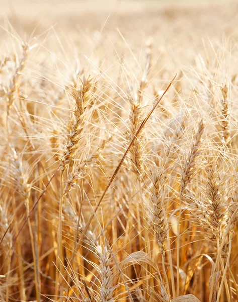 Large field of wheat crops — Stockfoto