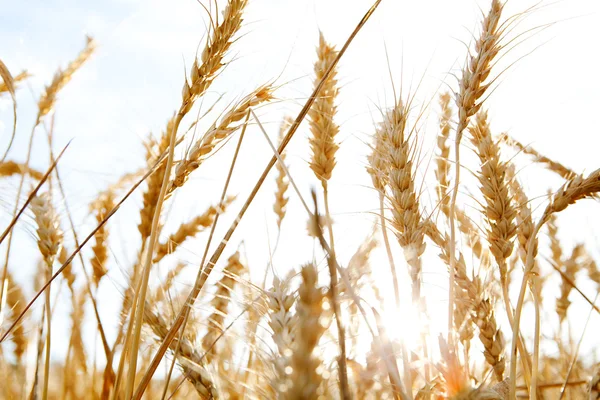 Wheat crops growing tall — Stock Photo, Image