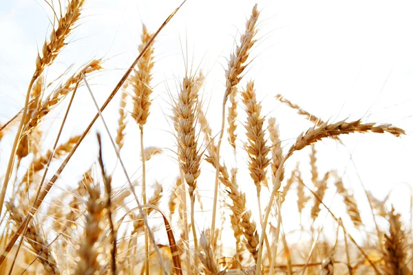 Wheat crops growing tall — Stockfoto