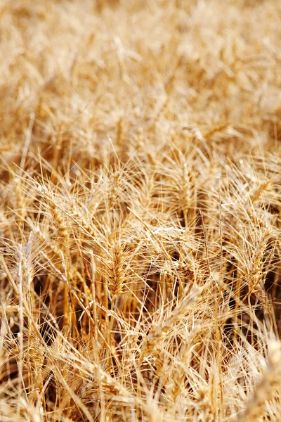 Large field of wheat crops — 图库照片