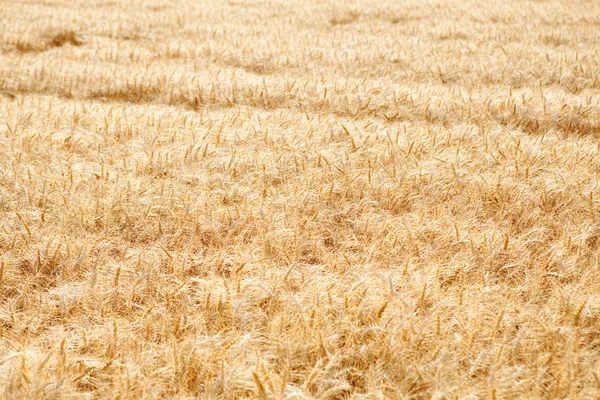 Large field of wheat crops — 图库照片