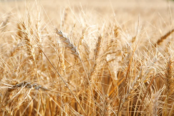 Large field of wheat crops — Stockfoto