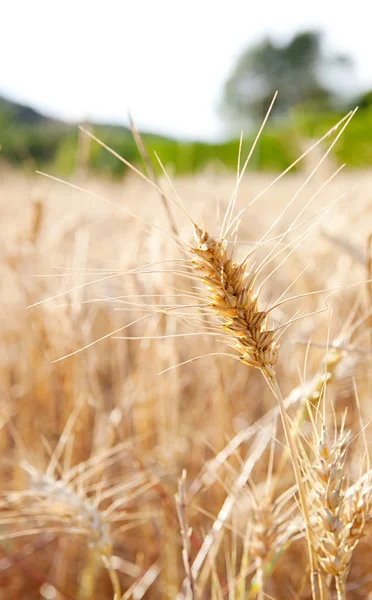 Wheat crops growing tall — 图库照片