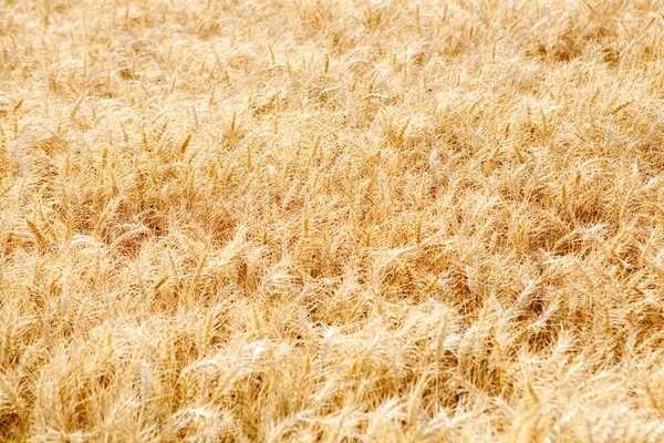 Large field of wheat crops — 图库照片