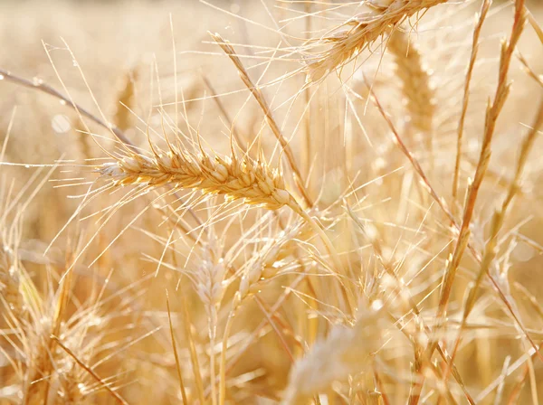 Wheat crops growing tall — 图库照片