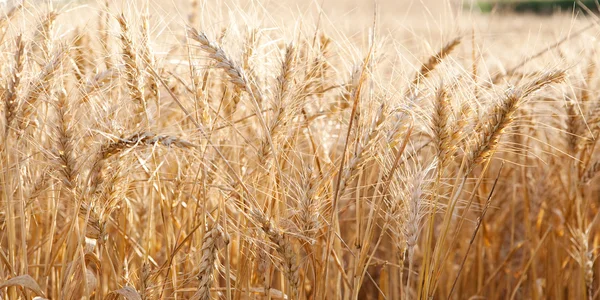 Large field of wheat crops — 图库照片