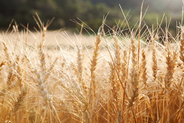 Large field of wheat crops — Stock Photo, Image
