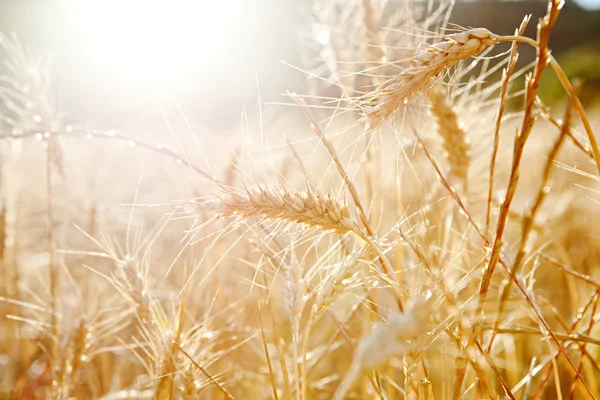 Wheat crops growing tall — 图库照片