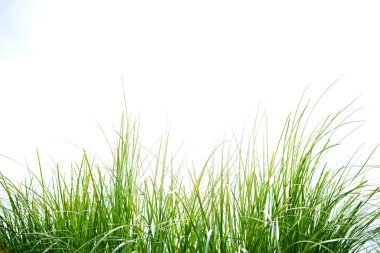 Fresh colorful green long grass
