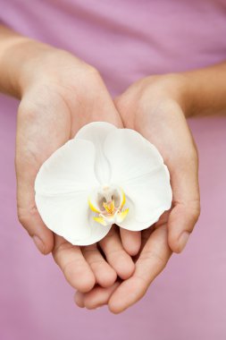 woman hands holding an orchid flower