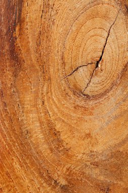 textured teak wood background