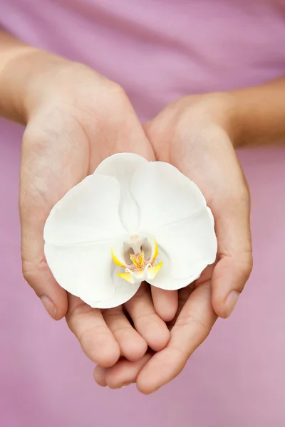 Mãos de mulher segurando uma flor de orquídea — Fotografia de Stock