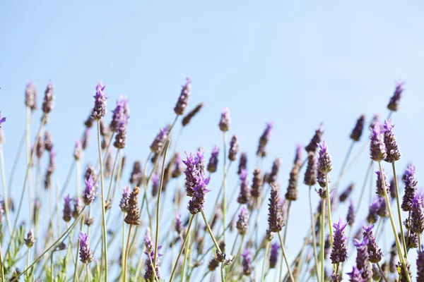 Feld von Lavendelblüten in Blüte — Stockfoto