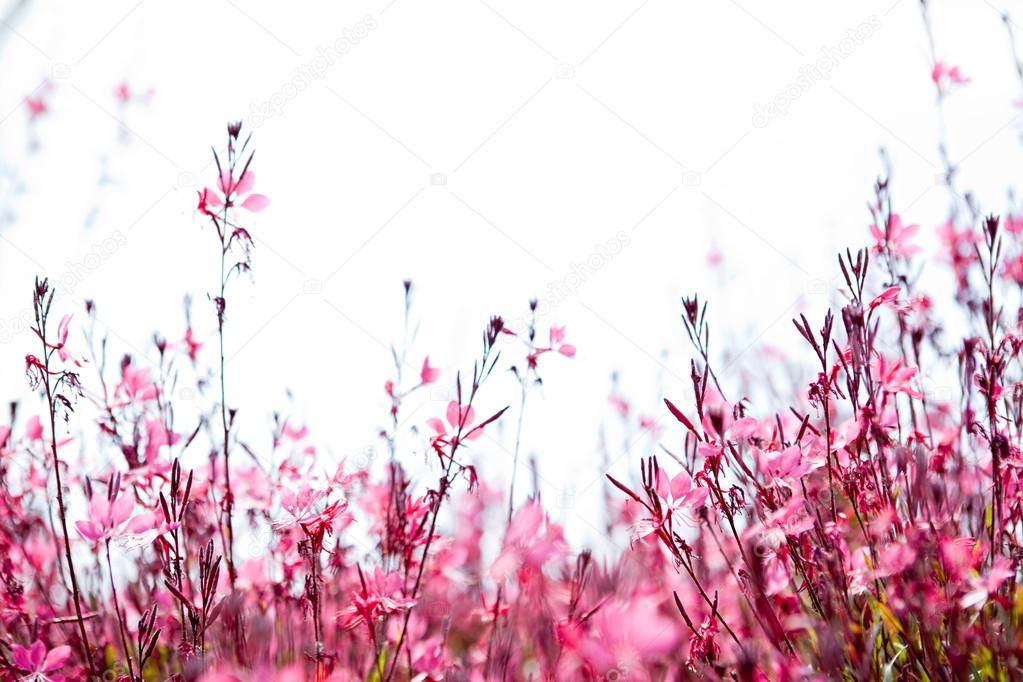 field with a pink flowers